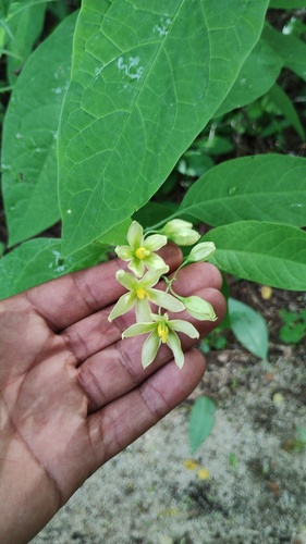 Solanum glaucescens, photograph 4
