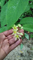 Solanum glaucescens, photograph (c) Carlos Domínguez-Rodríguez, some rights reserved (CC BY)