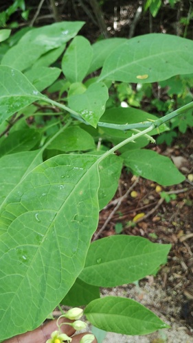 Solanum glaucescens, photograph 5