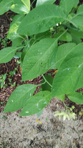 Solanum glaucescens, photograph 6