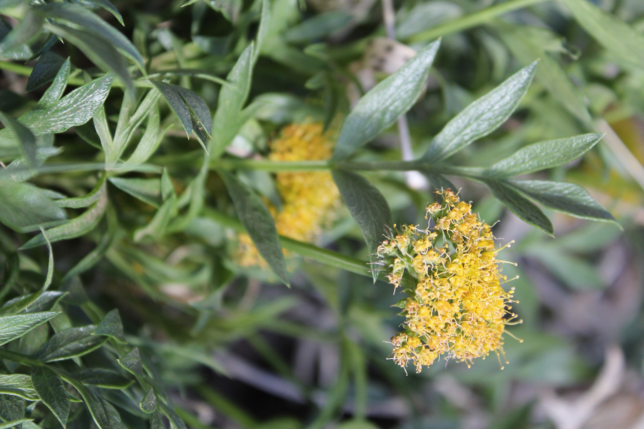 Lomatium latilobum