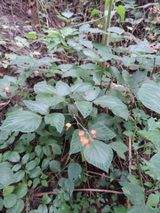 Hylodesmum repandum