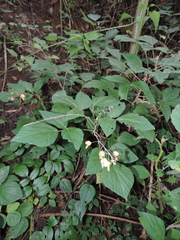 Hylodesmum repandum