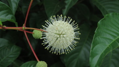 Cephalanthus tetrandra