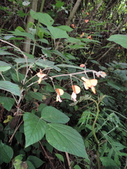 Hylodesmum repandum