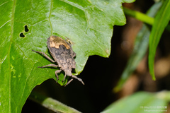 Megymenum brevicorne