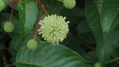 Cephalanthus tetrandra