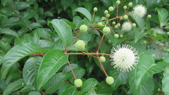 Cephalanthus tetrandra