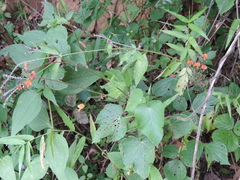 Hylodesmum repandum
