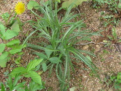 Achillea ptarmicoides