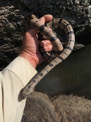 Lampropeltis alterna