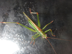 Conocephalomima barameda