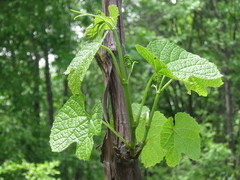 Vitis amurensis