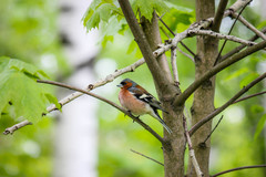 Fringilla coelebs