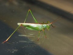Conocephalomima barameda