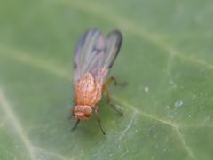 Minettia inusta