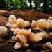 White Witch's Butter - Photo (c) Dan Molter, some rights reserved (CC BY-SA)