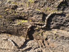 Lampropeltis alterna