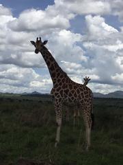 Giraffa camelopardalis rothschildi