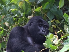 Gorilla beringei beringei