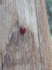 Harmonia axyridis