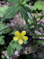Ranunculus