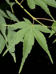 Acer palmatum
