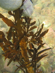 Carpophyllum maschalocarpum