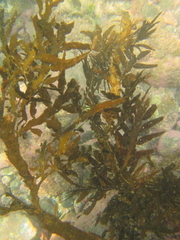 Carpophyllum maschalocarpum