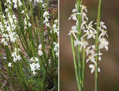 Struthiola dodecandra