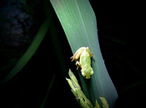 Shensi Treefrog, Hyla tsinlingensis