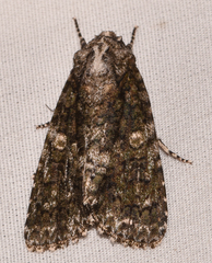 Acronicta afflicta