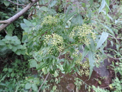 Heteromorpha