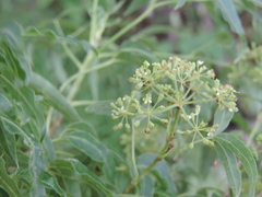 Heteromorpha