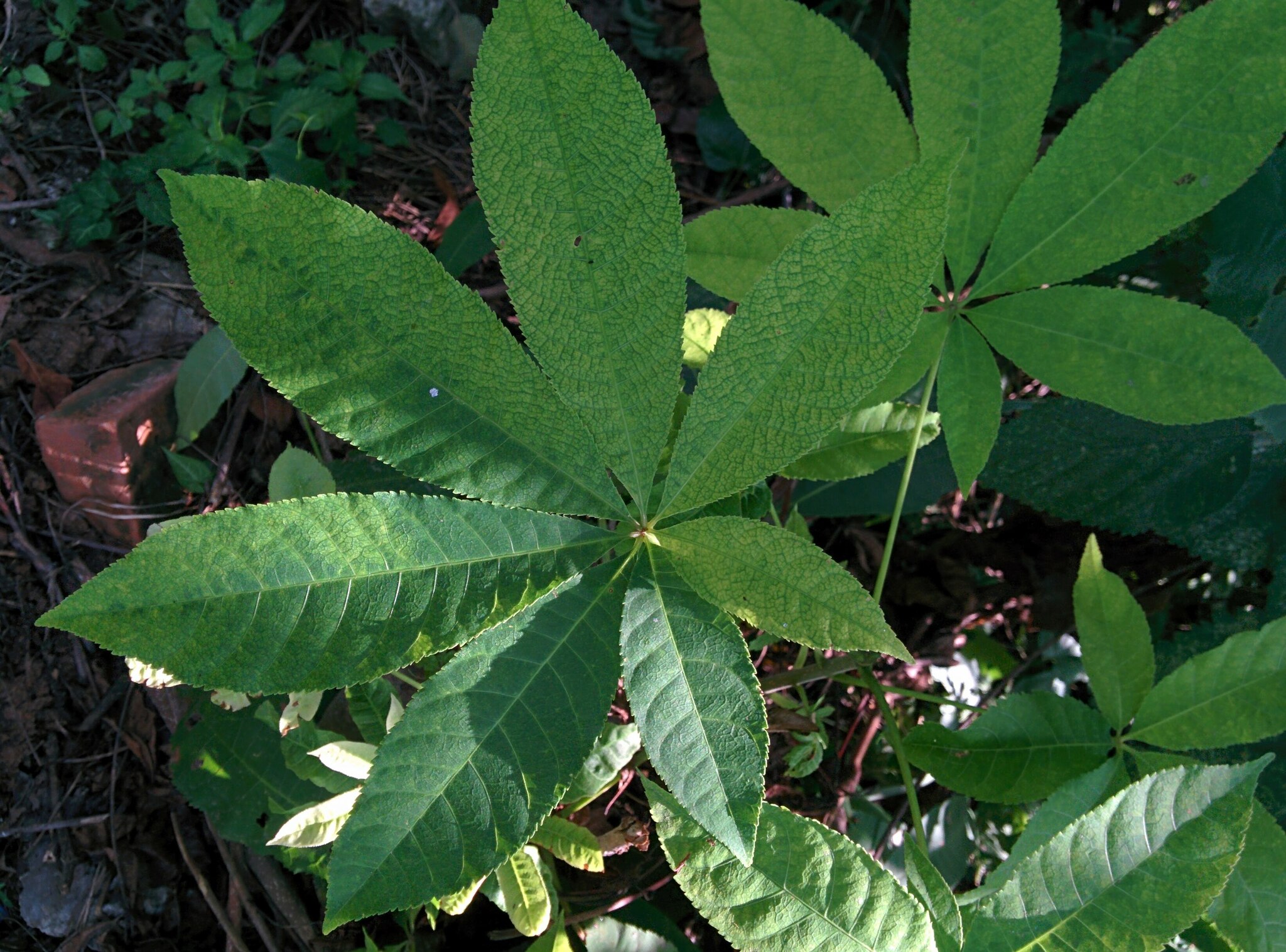 Chinese Horse-Chestnut (Aesculus chinensis)