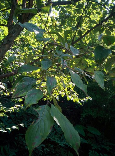 Cornus officinalis