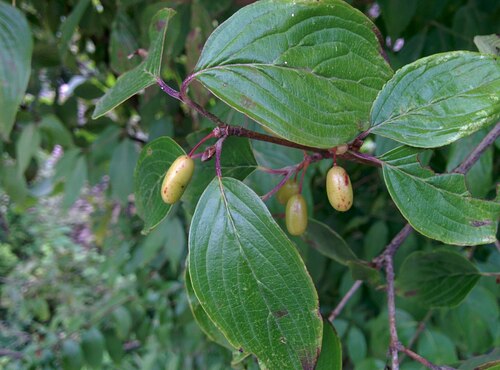 Cornus officinalis
