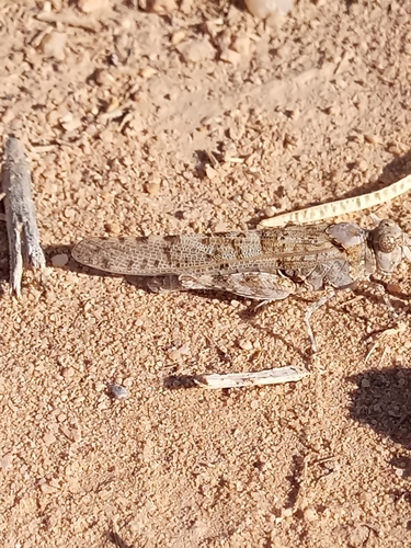 Desert Sand Grasshopper