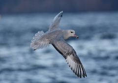 Southern Fulmar photo 4