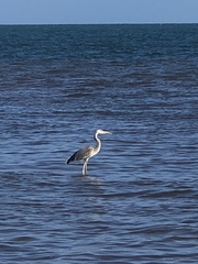 Ardea herodias occidentalis × wardi