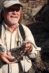 Lampropeltis alterna