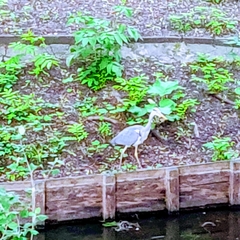 Ardea cinerea