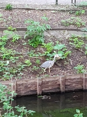 Ardea cinerea