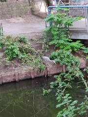 Ardea cinerea