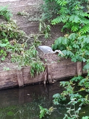 Ardea cinerea