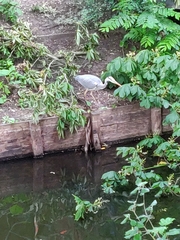 Ardea cinerea