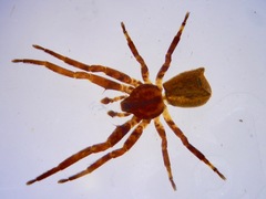 Sidymella angulata