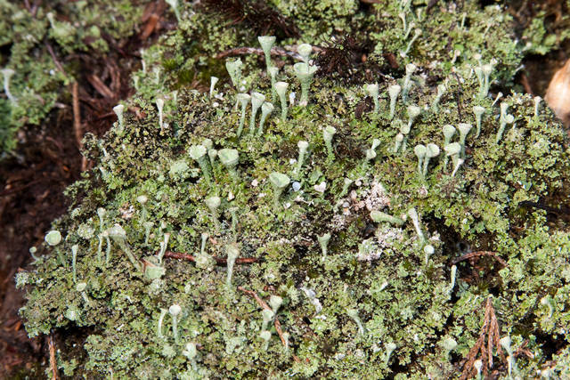 Gray&amp;#39;s Cup Lichen (Lichens &amp; Fungi of Wapusk National Park | Les ...