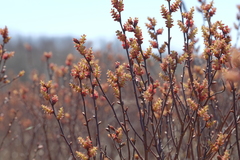 Myrica gale tomentosa