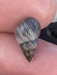 コウダカタマキビ